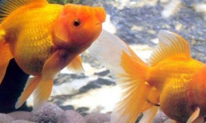 金鱼什么时候产卵-金鱼知识