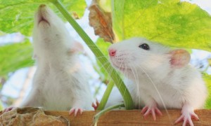 花枝鼠吃什么-花枝鼠知识