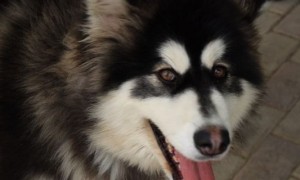 阿拉斯加犬怎么训练，驯服阿拉斯加幼犬的三种方法-宠物狗训练