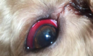 狗狗眼睛红怎么回事