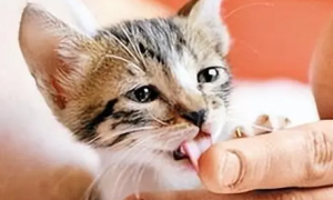 猫舔人手代表什么意思