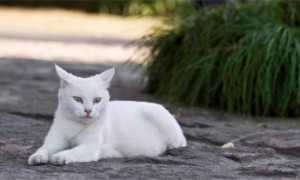 白猫的寓意是凶还是吉