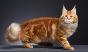 缅因猫品种介绍 缅因猫养护知识与训练专题