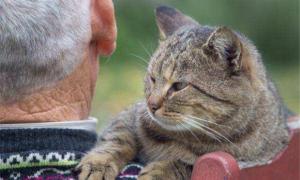 猫怕老人是怎么回事