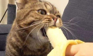 猫能吃香蕉吗