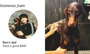 BTS柾国开通帅气爱犬Bam的IG！一脸幸福的灿笑，骄傲炫耀：「我是Bam的爸爸～」