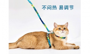 猫绳子怎么戴