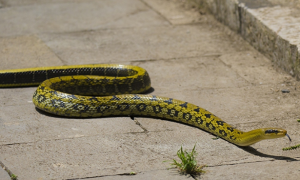 菜花蛇是几级保护动物