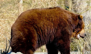最大的黑熊有多大