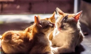 猫咪为什么拒绝你的亲吻？