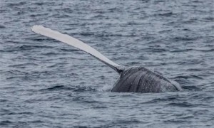 揭秘独角鲸：地球上的独角神秘生物