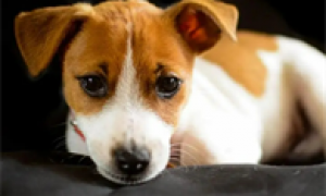 狗狗耳朵发炎可以用红霉素软膏吗