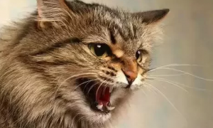 猫咪声音变嘶哑好像叫不出声
