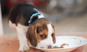 幼犬期小狗的喂食频率怎么样？一天喂几次比较好？