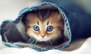 动物科普：小猫咪为什么咬人？要如何训练