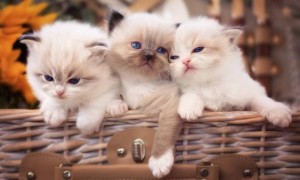 美短猫和英短猫哪个更适合家庭养殖？