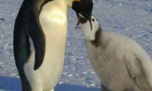 两只企鹅是一对还是一双
