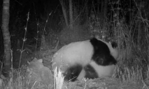 红外相机拍摄到野生大熊猫交配画面
