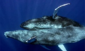 鲸是怎么繁殖的
