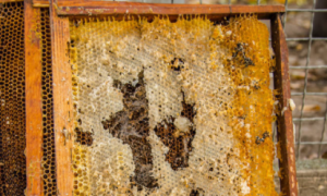 蜜蜂蜂框多少钱一个