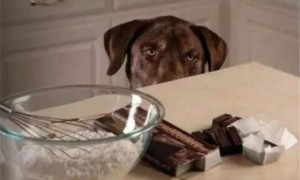 狗狗吃巧克力会怎么样
