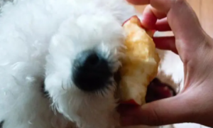 狗狗吃苹果核会怎么样