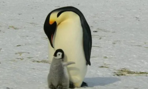 企鹅都有什么品种