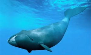 鲸的体型有多大