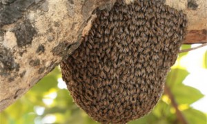蜜蜂的巢是什么形状