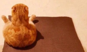 大橘蹲坐像木头，这猫怎么肥事