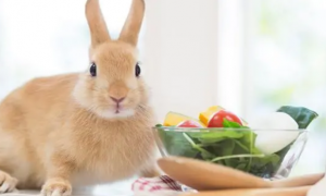 小兔子吃什么好养活？养兔饮食大揭秘