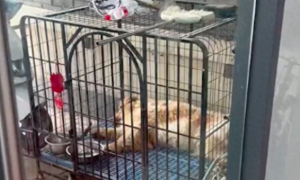 狗狗因为被关在笼子里太久，头都无法抬起来