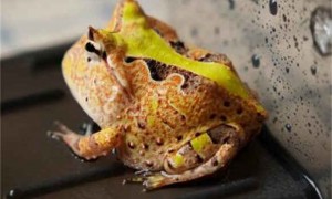 霸王角蛙品种