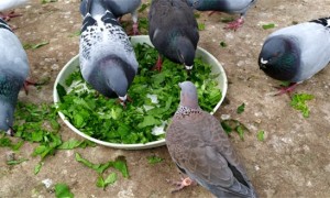 鸽子吃青菜有什么好处