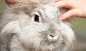 兔子的“语言”：解读它们的六种动作与情绪，看看你知道几个