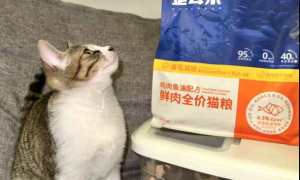 宝藏猫粮—歪耳朵猫粮