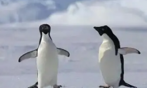 南极有多少种企鹅