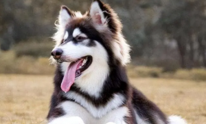阿拉斯加犬和哈士奇有什么区别？如何区分阿拉斯加犬和哈士奇