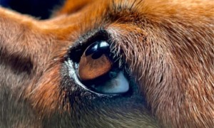 狗的眼睛长了肉瘤该怎么办