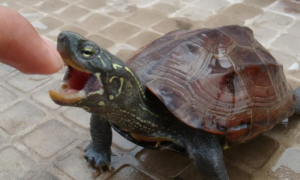 “千年王八万年龟”是真的吗？常见的乌龟寿命详解