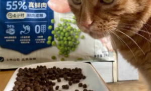 米与良猫粮：宠物营养新标杆，爱宠健康首选！