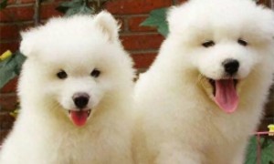 最可爱的五种小狗狗，博美和柯基上榜，你喜欢哪一种？