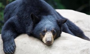 黑熊怎么冬眠