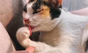 猫每天舔自己就真的干净了吗