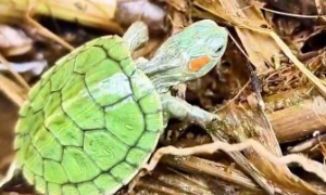 如何增加龟的活力和野性？