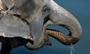 大象为什么可以用鼻子吸水
