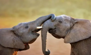 大象的长鼻子是怎么长成的