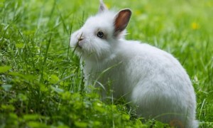 为什么兔子不能洗澡 兔子不能洗澡的原因