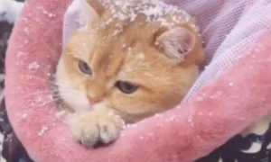 网友第一次带猫咪赏雪，猫咪冻得直哆嗦