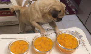 狗能不能吃黄桃罐头